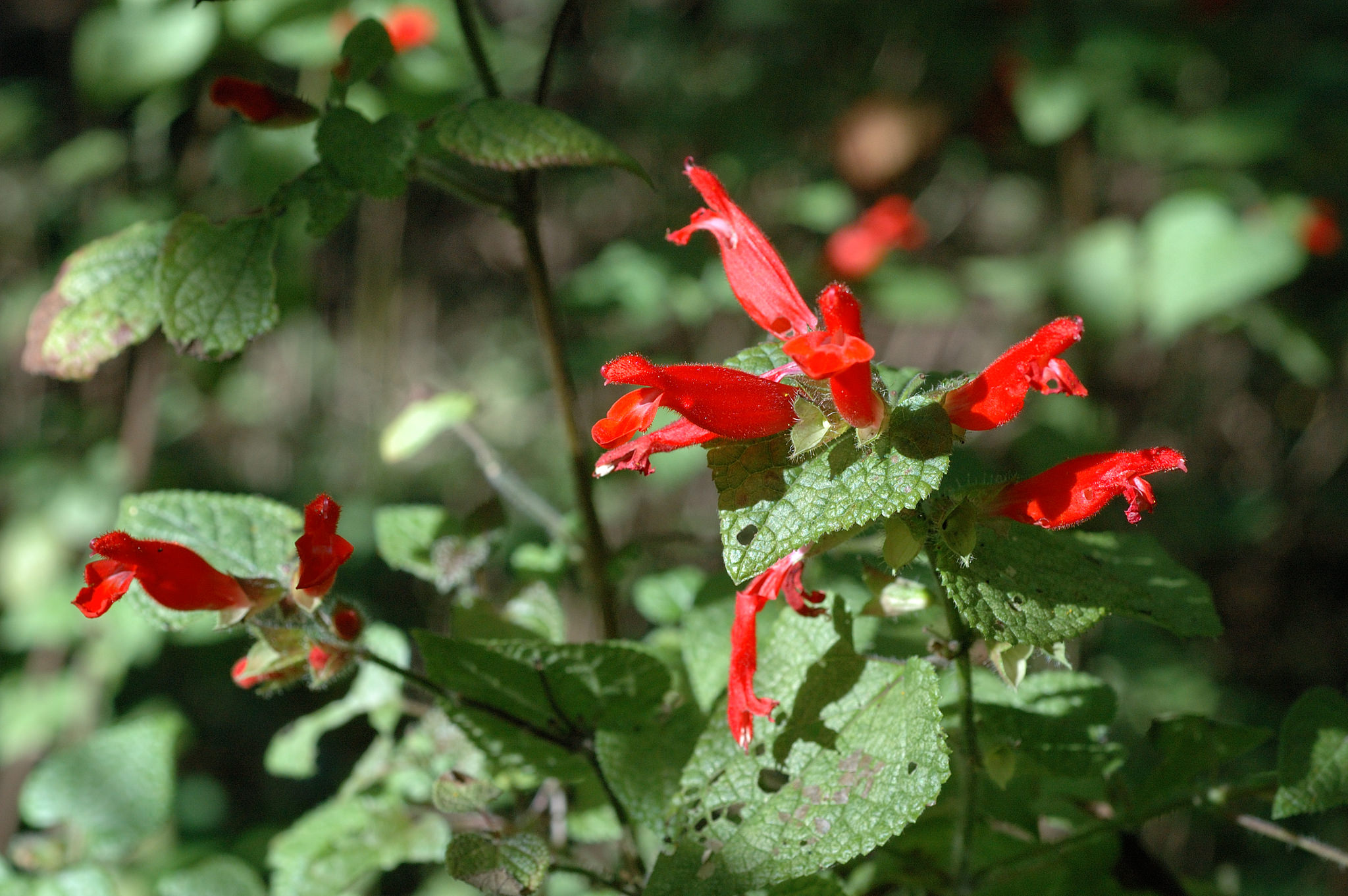 Salvia disjuncta